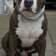 Amerikansk staffordshire terrier Snoop