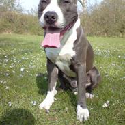 Amerikansk staffordshire terrier Snoop