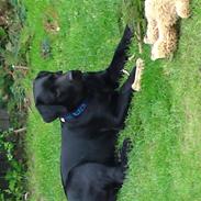 Labrador retriever Chiko