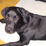 Labrador retriever Chiko