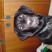 Labrador retriever Chiko