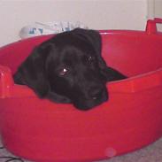 Labrador retriever Chiko