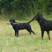 Labrador retriever Chiko