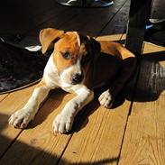 Amerikansk staffordshire terrier Justice