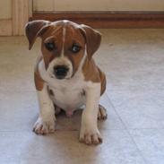 Amerikansk staffordshire terrier Justice