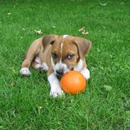 Amerikansk staffordshire terrier Justice