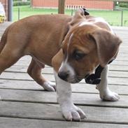 Amerikansk staffordshire terrier Justice