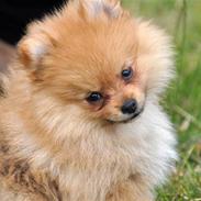 Pomeranian Theodore