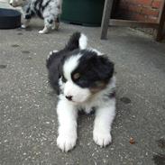 Australian shepherd Jenna