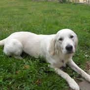 Golden retriever Nala