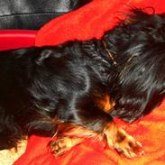 Miniature gravhund Amanda