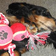 Miniature gravhund Amanda