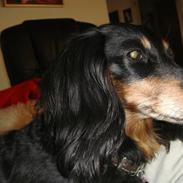 Miniature gravhund Amanda