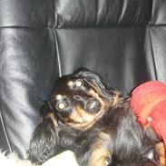 Miniature gravhund Amanda