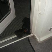 Miniature gravhund Amanda