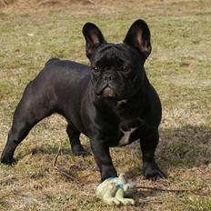 Fransk bulldog Fithian´s Na´isha Delecious Night