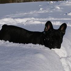 Fransk bulldog Fithian´s Na´isha Delecious Night