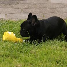 Fransk bulldog Fithian´s Na´isha Delecious Night