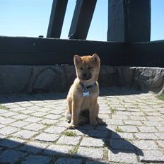 Shiba Canto krølle hale