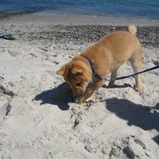 Shiba Canto krølle hale