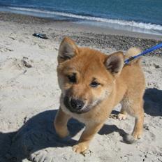 Shiba Canto krølle hale