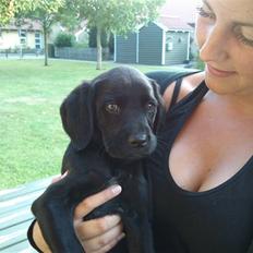 Labrador retriever / Breton Chico