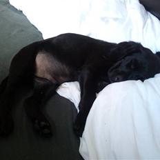 Labrador retriever / Breton Chico