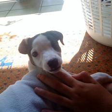 Jack russell terrier Flicka<3<3