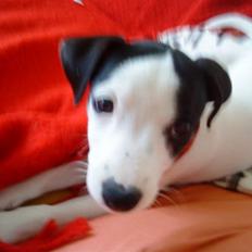 Jack russell terrier Flicka<3<3