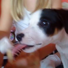 Jack russell terrier Flicka<3<3