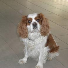 Cavalier king charles spaniel Birkedal's Bongo Walter R.I.P 23/5 2011