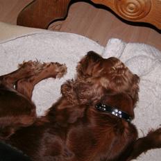 Cocker spaniel chanel (R.I.P. SMUKKE HUND