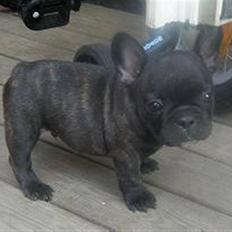 Fransk bulldog  A'la'Coccio's Æmito 