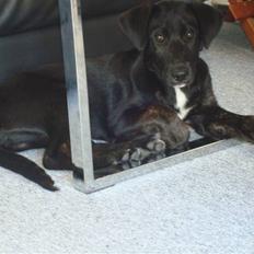 Blanding af racer Balou