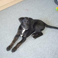 Blanding af racer Balou