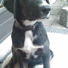 Blanding af racer Malibu solgt :,)