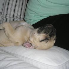 Fransk bulldog Elnora