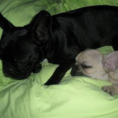 Fransk bulldog Elnora