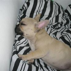 Fransk bulldog Elnora