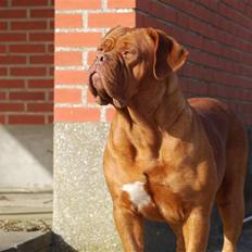 Dogue de bordeaux Royal Bourdeux Aurora