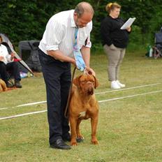 Dogue de bordeaux Royal Bourdeux Aurora