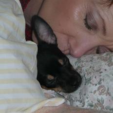 Chihuahua Buddy