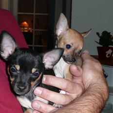 Chihuahua Buddy