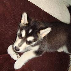 Alaskan malamute Tilde