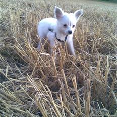Blanding af racer Bella *solgt*