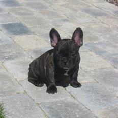 Fransk bulldog  A'la'Coccio's Æmito 