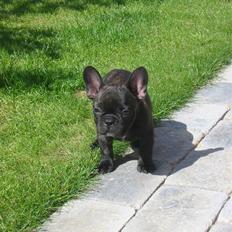 Fransk bulldog  A'la'Coccio's Æmito 