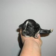 Blanding af racer Jackpot