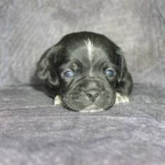 Blanding af racer Jackpot