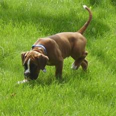 Boxer Troica´s gaucho - Koda